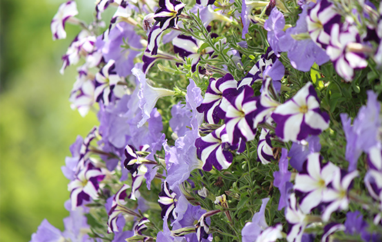 植物を季節の花に変えて、より華やかで明るい空間にすることも可能です。